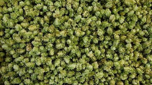 Hopbloemen reserveren