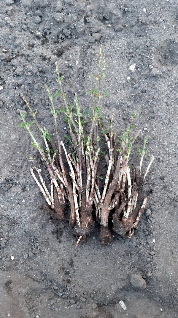 Hopplant Magnum (10st. stek/rhizoom)