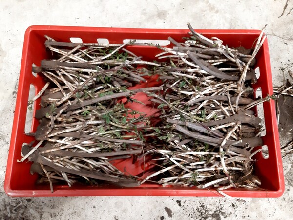 Hopplant Target (10st. stek/rhizoom)