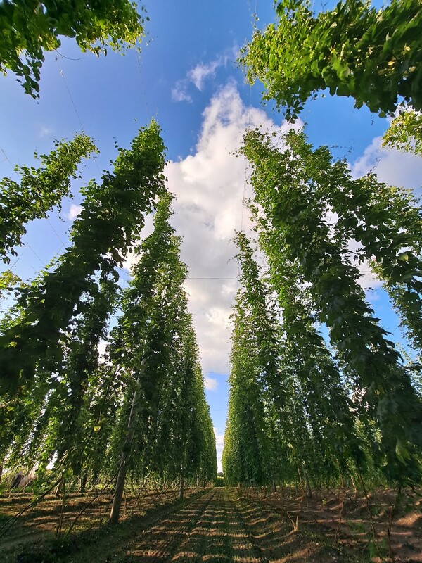 Hopplant Hersbrucker (10st. stek/rhizoom)