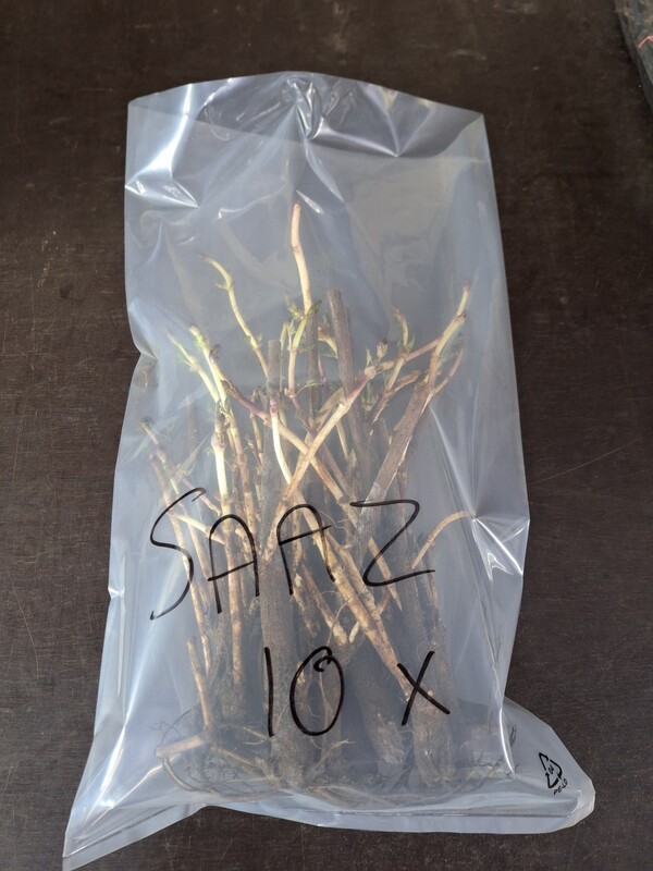 Hopplant Spalt Select (10st. stek/rhizoom)