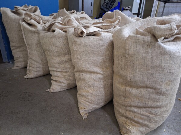 Verouderde hopbloemen (aged Hops)