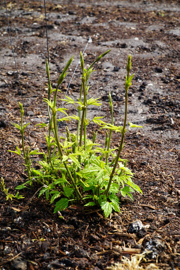 Groene hopscheuten - Bruscandoli