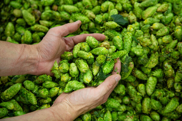 Hopplant Spalt Select (10st. stek/rhizoom)