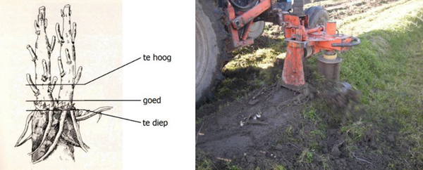 Hopplant Hersbrucker (10st. stek/rhizoom)