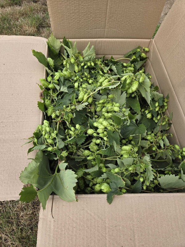 Decoratieve hopplanten